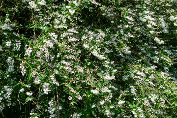 Deutzia scabra Codsall Pink flowers in bloom