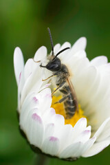 Closeup on male red-bellied miner mining bee, Andrena ventralis