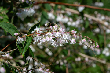 Deutzia scabra Codsall Pink flowers in bloom
