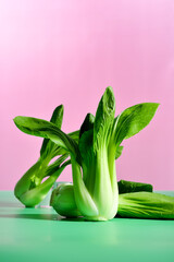 Fresh green bok choy or pac choi chinese cabbage on a background. Hard light, contrast.