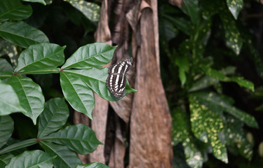 A common sailor butterfly perched on a leaf edge with spread wings