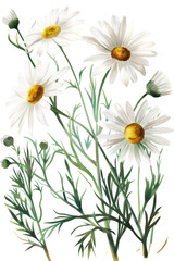 Fototapeta premium Illustration of white chamomile flowers on a white background.