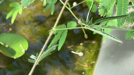 Closeup of man finger touch small mimosa pudica leaves, leaflets folding up upon touch. Seismonastic movement in sensitive plants. 