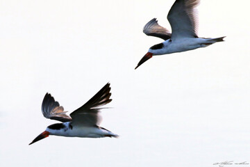 Casal de talha-mar chegando na lagoa da Ponte Preta para pescar. 