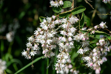 Deutzia scabra Codsall Pink flowers in bloom