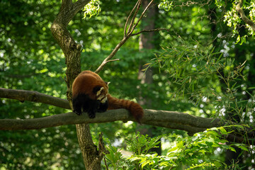 Red panda on a branch.