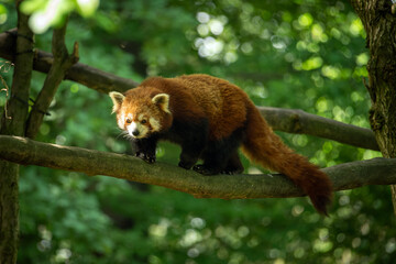 Fototapeta premium Red panda on a branch.