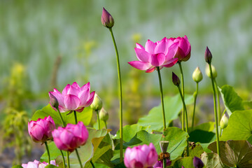 満開のハスの花