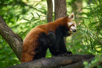 A red panda scratches with its hind leg.