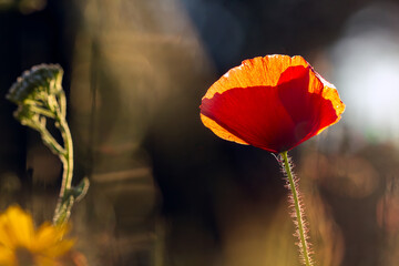 horizontal image of a blooming bright red poppy against a blue sky. mobile web banner, summer mood,...