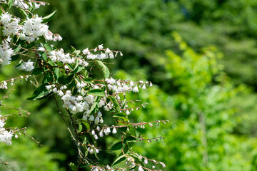 Deutzia scabra Codsall Pink flowers in bloom