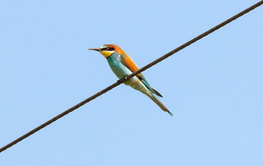 bee eater perched on branch