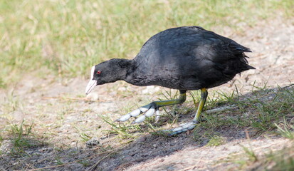black raven in the grass