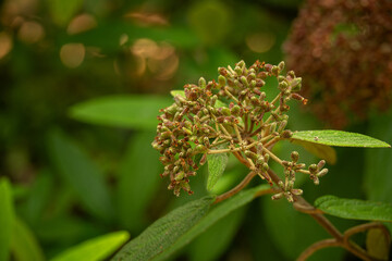 Viburnum viburnum and seeds on the tree.
