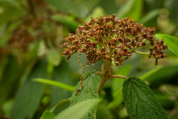 Viburnum viburnum and seeds on the tree.