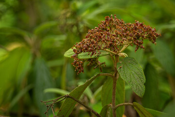 Viburnum viburnum and seeds on the tree.