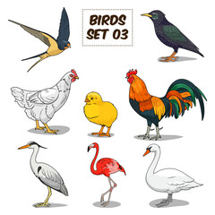 Bird set cartoon colorful PNG illustration. Educational material