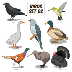 Fototapeta premium Bird set cartoon colorful PNG illustration. Educational material