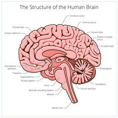 Structure of human brain section schematic PNG illustration. Medical science educational illustration