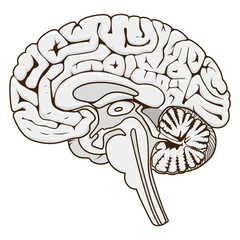 Structure of human brain section schematic PNG illustration. Medical science educational illustration