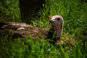 Resting vulture bird in the grass.