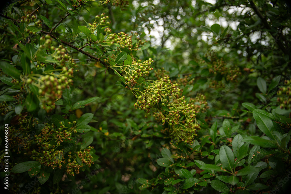 Sticker green fruits of hawthorn on a branch.