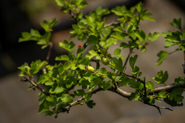 Green fruits of hawthorn on a branch.