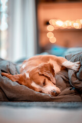young beagle sleeping deeply in bed, warm home atmosphere
