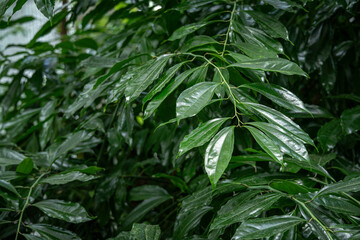Cinnamon, Ceylon and shiny leaves on a twig.