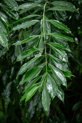 Cinnamon, Ceylon and shiny leaves on a twig.