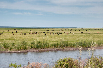 Herd of cows on the bank of the river in brazil