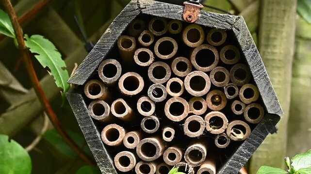 Solitary leaf cutter bees hatching from bee hotel with courtship behavoiur