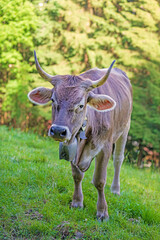 Kuh - Allg&auml;u - H&ouml;rner - Braunvieh
