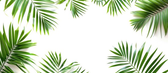 Palm leaf frame isolated on white background with space for text.