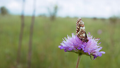 Butterfly on a Purple Flower in a Meadow