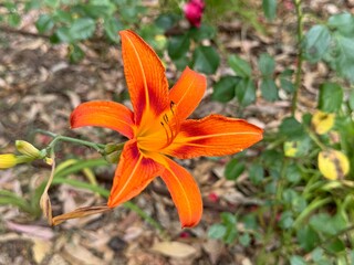 Orange Day-lily (Hemerocallis fulva) in garden, Madrid Spain. 
