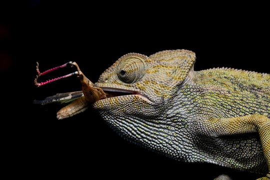 Chameleon capturing an insect on a dark background