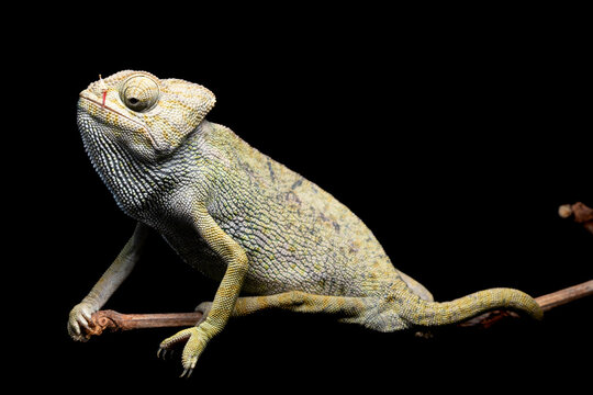 Vivid close-up photography of a chameleon on a dark background