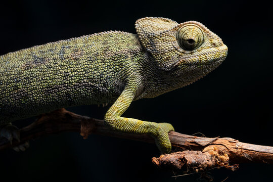 Close-up of chameleon on branch, highlighting detailed textures