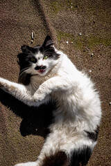 black and white cat on the wall