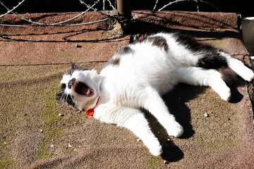 black and white cat on the wall