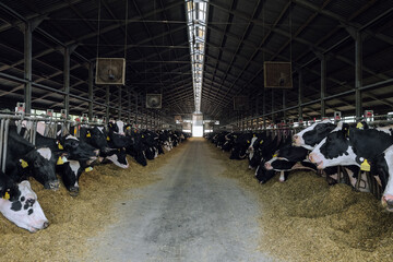 Cows in cowshed on a dairy cattle farm. Agro-industrial animal husbandry.