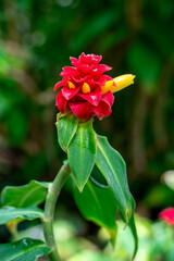 red flower in the garden