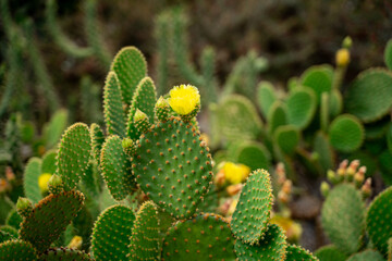 cactus in the desert