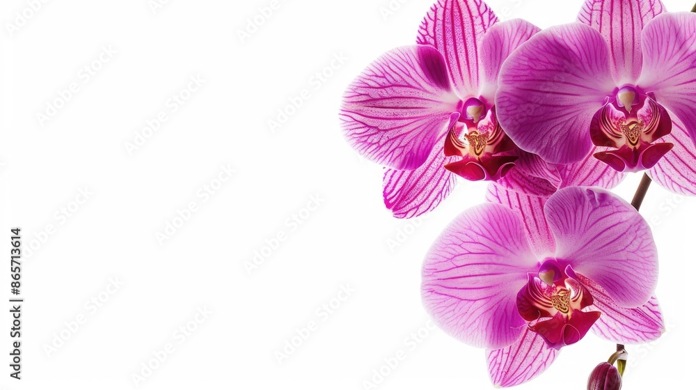 Poster orchid for design and decoration with isolated background and space for text