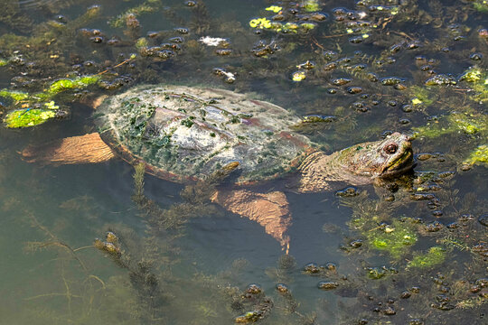Common snapping turtle basking in the sunlight.