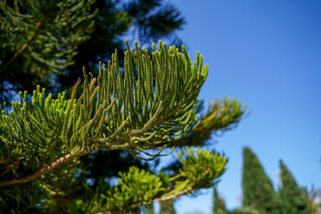 Coniferous tree branch