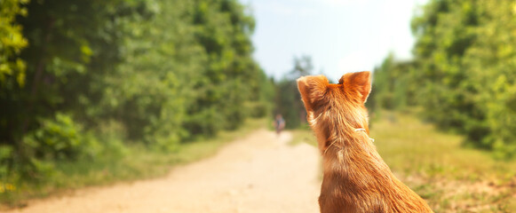 A small red dog sits on the road with its back in the frame.