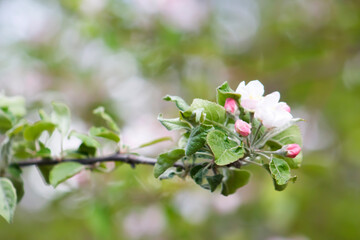 Spring Apple Blossoms & Buds in Pink & White Blooming of an Apple Tree Branch with Vibrant Green Bokeh-Like Background