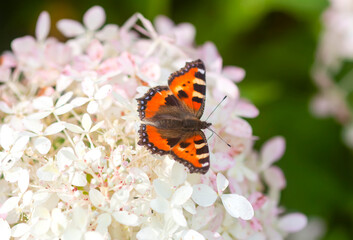 Butterfly sitting on the white hydrangea flowers close up.